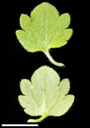 Veronica hederifolia. Leaf surfaces, adaxial (above) and abaxial (below). Scale = 10 mm.
 Image: P.J. Garnock-Jones © P.J. Garnock-Jones CC-BY-NC 3.0 NZ